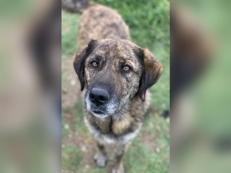 Theo, geb. ca. 04/2022, lebt in GRIECHENLAND, im städt. Tierheim Serres