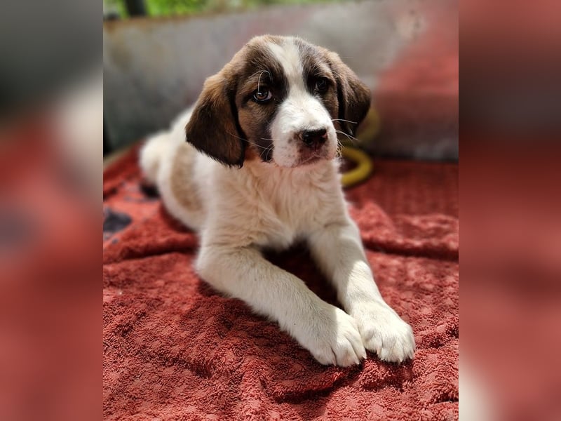 Willa, geb. ca. 01/2024, lebt in GRIECHENLAND, auf einer privaten Pflegestelle