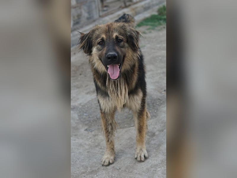 Felix, geb. ca. 03/2024, lebt in GRIECHENLAND, im städt. Tierheim Serres