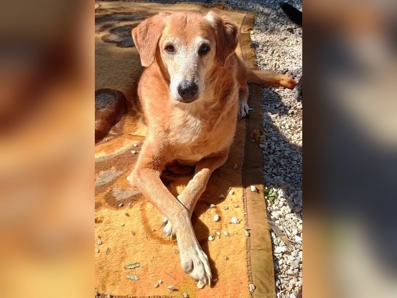 Flower, geb. ca. 06/2015, lebt in GRIECHENLAND, auf einer privaten Pflegestelle