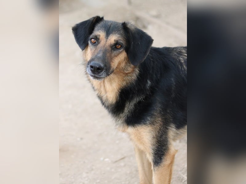 Kitaro, geb. 01/2019, lebt in GRIECHENLAND, im städt. Tierheim Serres