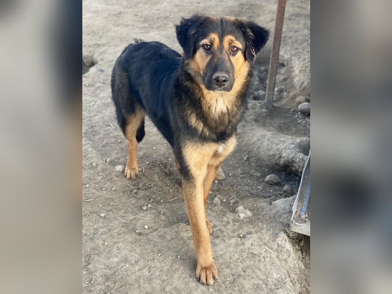 Glinda, geb. ca. 07/2025, lebt in GRIECHENLAND, im städt. Tierheim Serres