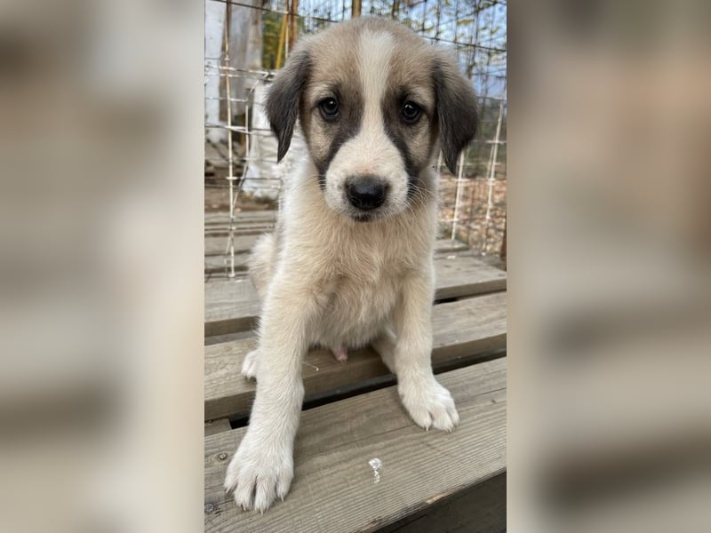 Carlo, geb. ca. 08/2022, lebt in GRIECHENLAND, auf einer privaten Pflegestelle