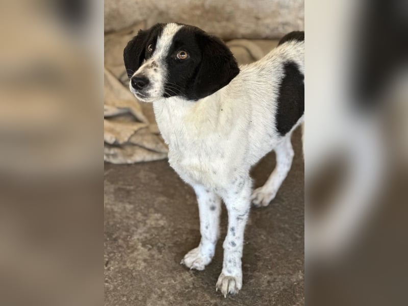 Amora, geb. ca. 03/2024, lebt in GRIECHENLAND, auf einer privaten Pflegestelle