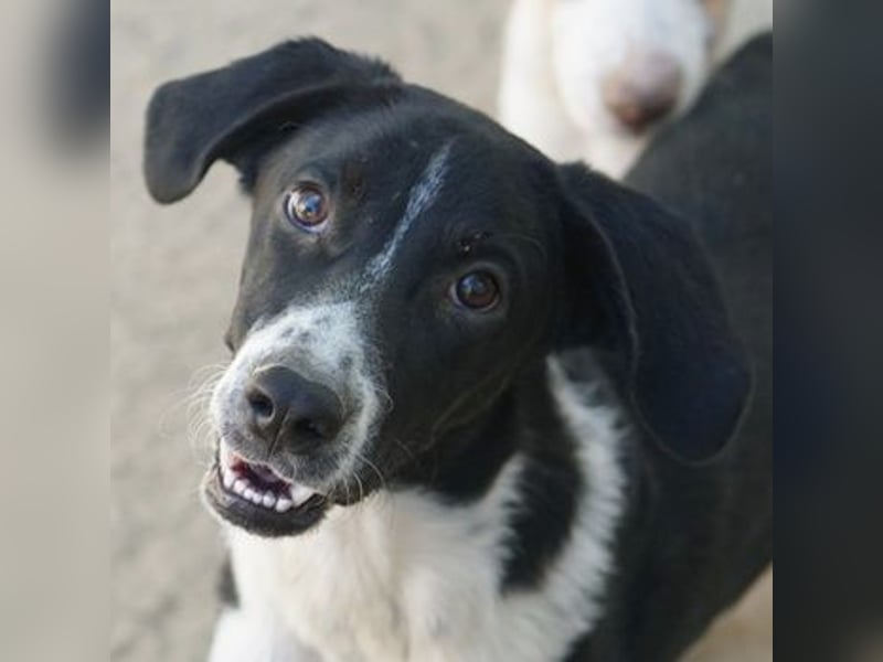 Piko, geb. ca. 01/2025, lebt in GRIECHENLAND, auf einer privaten Pflegestelle