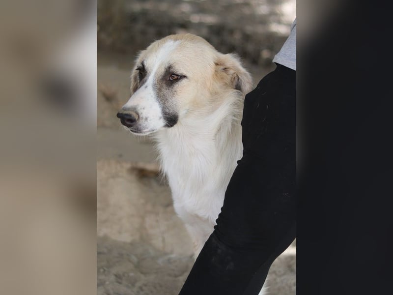 Gretchen, geb. ca. 03/2023, lebt in GRIECHENLAND, im städt. Tierheim Serres