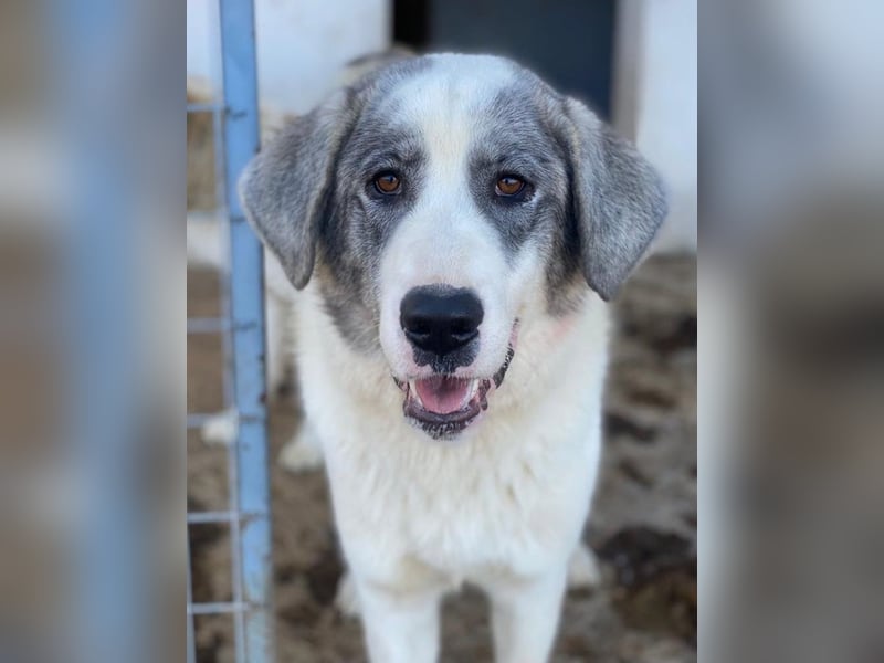 Ryat, geb. ca. 12/2023, lebt in GRIECHENLAND, im städt. Tierheim Serres