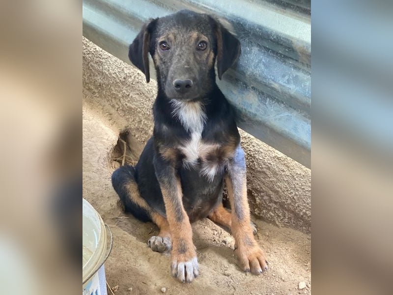 Miranda, geb. ca. 01/2026, lebt in GRIECHENLAND, auf einer privaten Pflegestelle