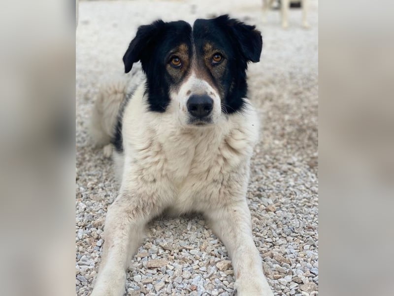 Xalia, geb. ca. 03/2018, lebt in GRIECHENLAND, im städt. Tierheim Serres