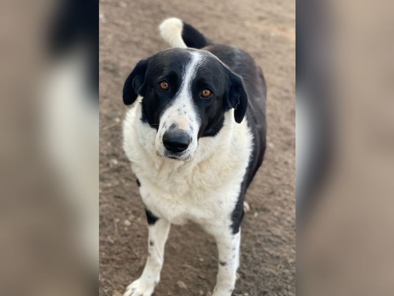 Franka, geb. ca. 06/2019, lebt in GRIECHENLAND, im städt. Tierheim Serres