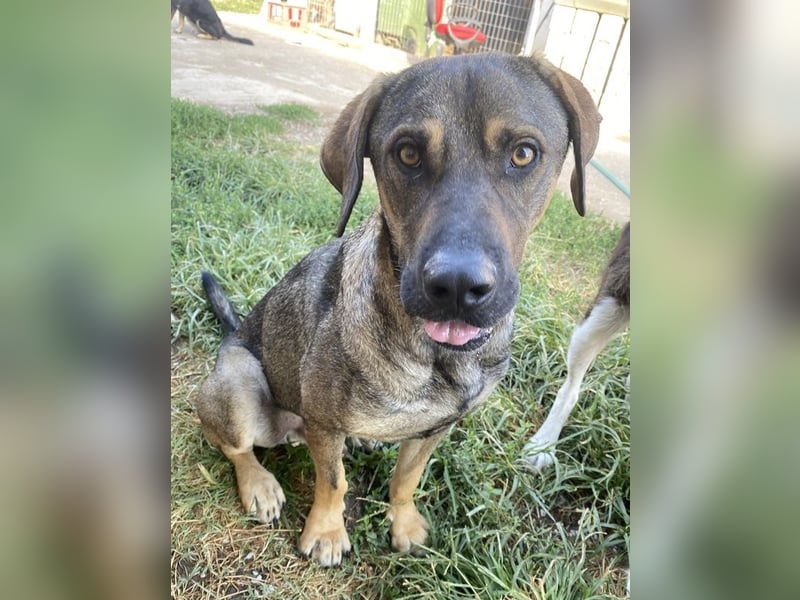 Waldo, geb. ca. 06/2022, lebt in GRIECHENLAND, im städt. Tierheim Serres