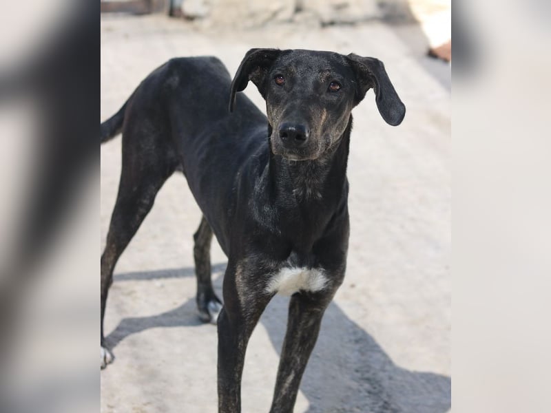 Nyota, geb. ca. 09/2023, lebt in GRIECHENLAND, auf einer privaten Pflegestelle