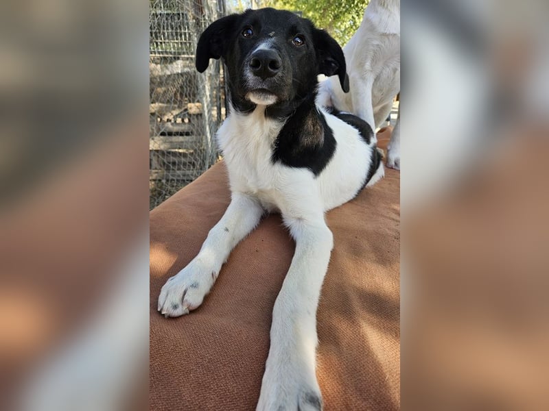 Cap, geb. ca. 06/2024, lebt in GRIECHENLAND, im städt. Tierheim Serres