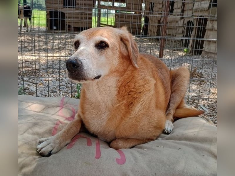 Flower, geb. ca. 06/2015, lebt in GRIECHENLAND, auf einer privaten Pflegestelle