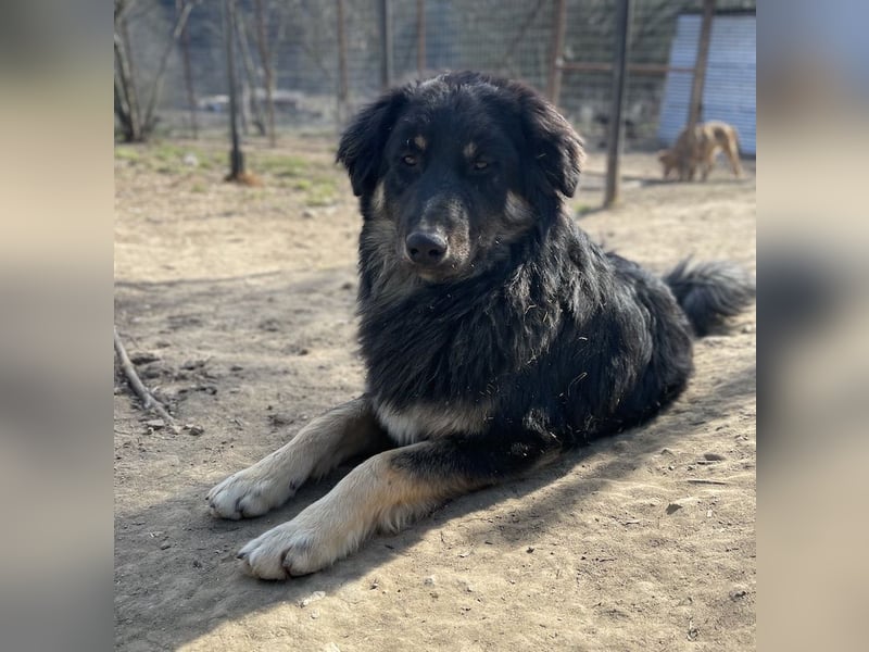 Marcello, geb. ca. 04/2022, lebt in GRIECHENLAND, auf einer privaten Pflegestelle