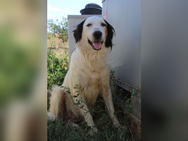 Lyra, geb. ca. 06/2021, lebt in GRIECHENLAND, auf einem Gelände, wird notdürftig versorgt