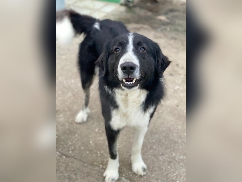 Quentin, geb. ca. 11/2022, lebt in GRIECHENLAND, im städt. Tierheim Serres