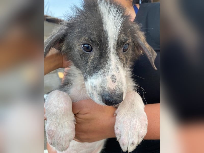 Yari, geb. ca. 05/2025, lebt in GRIECHENLAND, im städt. Tierheim Serres