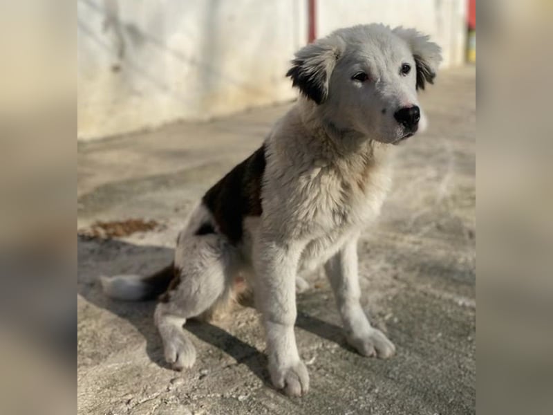 Canja, geb. ca. 08/2022, lebt in GRIECHENLAND, im städt. Tierheim Serres