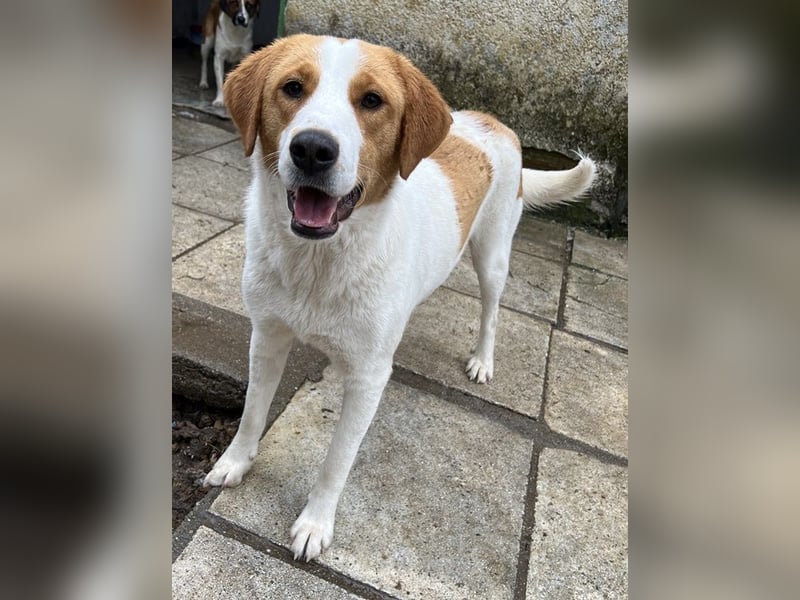 Laola, geb. ca. 05/2024, lebt in GRIECHENLAND, auf einem Gelände, wird notdürftig versorgt