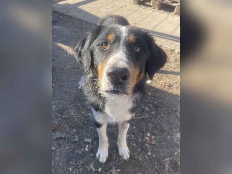 Silvan, geb. ca.02/2023, lebt in GRIECHENLAND, im städt. Tierheim Serres