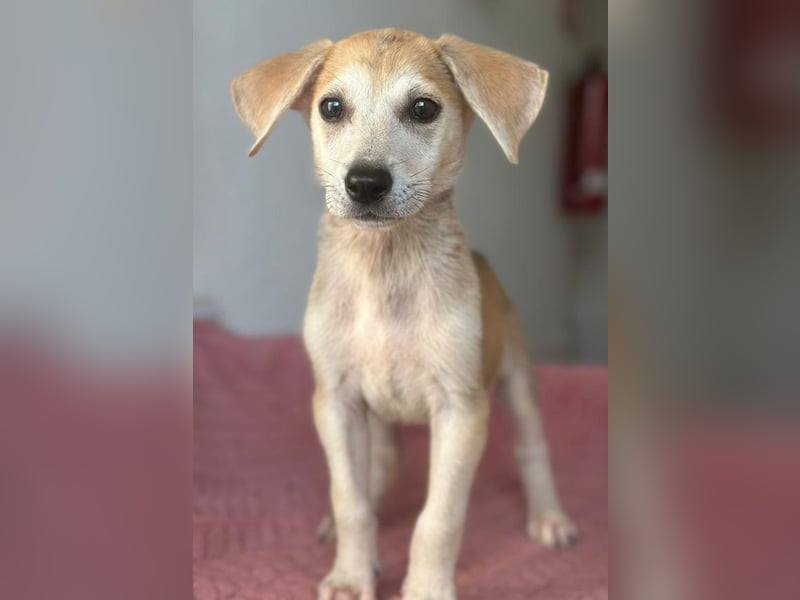 Rosie, geb. ca. 05/2026, lebt in GRIECHENLAND, im städt. Tierheim Serres