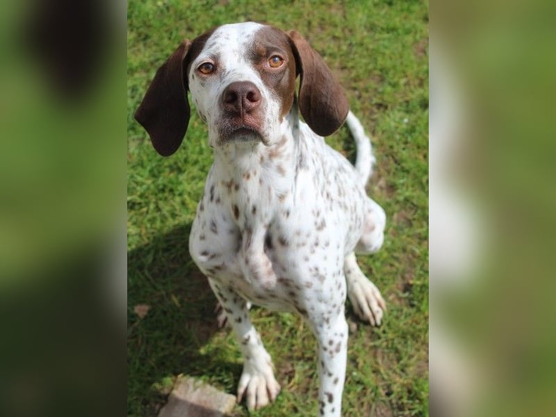 Acira, geb. ca. 04/2023, lebt auf einer Pflegestelle in 67735 Mehlbach