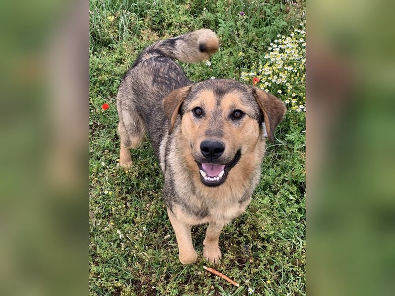 Bruno, geb. ca. 05/2020, lebt in GRIECHENLAND, auf einer privaten Pflegestelle