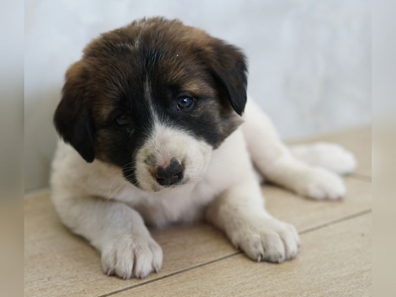 Calma, geb. ca. 01/2026, lebt in GRIECHENLAND, auf einer privaten Pflegestelle