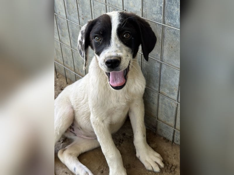 Utha, geb. ca. 02/2025, lebt in GRIECHENLAND, auf einer privaten Pflegestelle