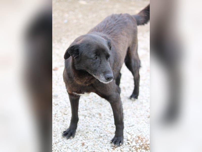 Kenzo, geb. 03/2014, lebt in GRIECHENLAND, im städt. Tierheim Serres