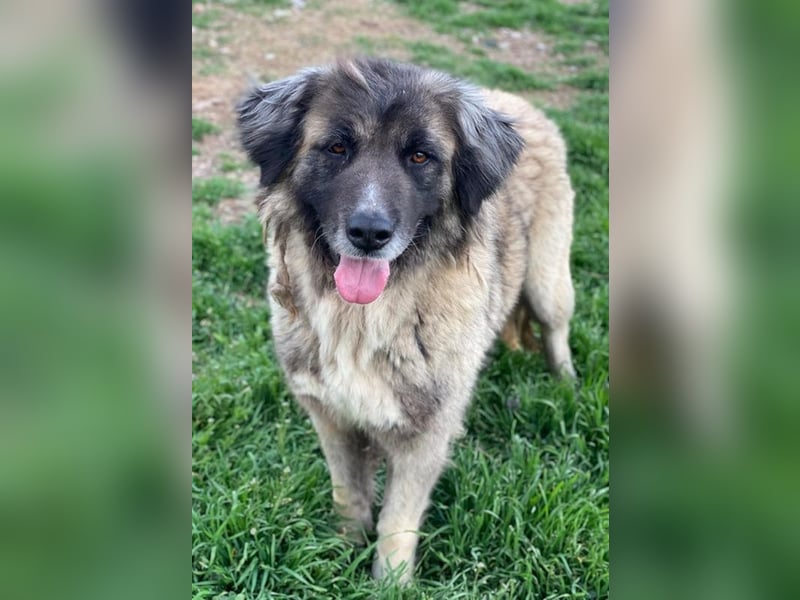 Harper, geb. ca. 12/2018, lebt in GRIECHENLAND, im städt. Tierheim Serres