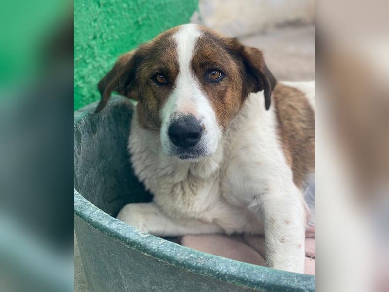 Lauri, geb. ca. 01/2023, lebt in GRIECHENLAND, im städt. Tierheim Serres