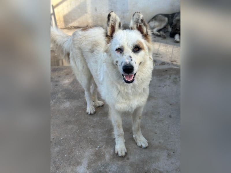 Hope, geb. ca. 03/2024, lebt in GRIECHENLAND, im städt. Tierheim Serres