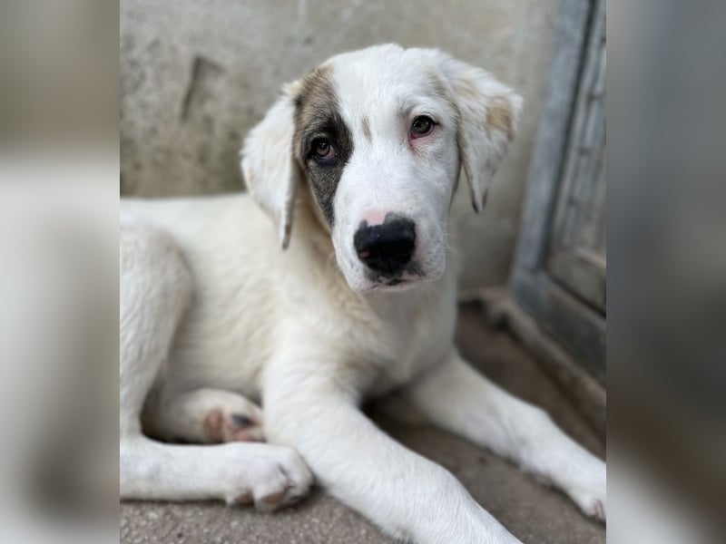 Arco, geb. ca. 02/2024, lebt in GRIECHENLAND, im städt. Tierheim Serres