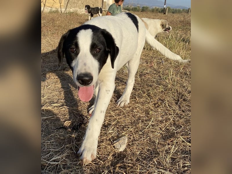 Rico, geb. ca. 05/2022, lebt in GRIECHENLAND, auf einer privaten Pflegestelle