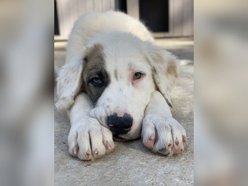 Arco, geb. ca. 02/2024, lebt in GRIECHENLAND, im städt. Tierheim Serres