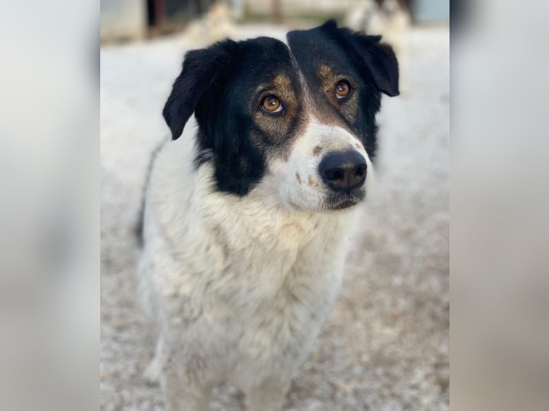 Xalia, geb. ca. 03/2018, lebt in GRIECHENLAND, im städt. Tierheim Serres