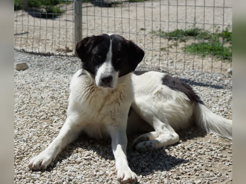 Zola, geb. ca. 01/2025, lebt in GRIECHENLAND, im städt. Tierheim Serres