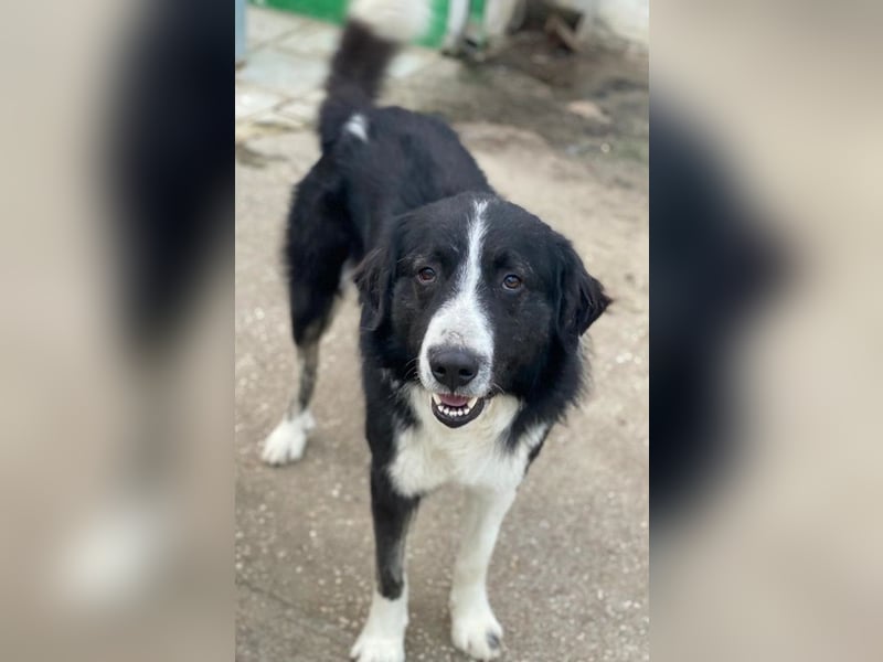 Quentin, geb. ca. 11/2022, lebt in GRIECHENLAND, im städt. Tierheim Serres