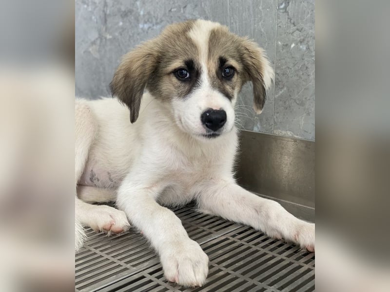 Malea, geb. ca. 04/2024, lebt in GRIECHENLAND, im städt. Tierheim Serres