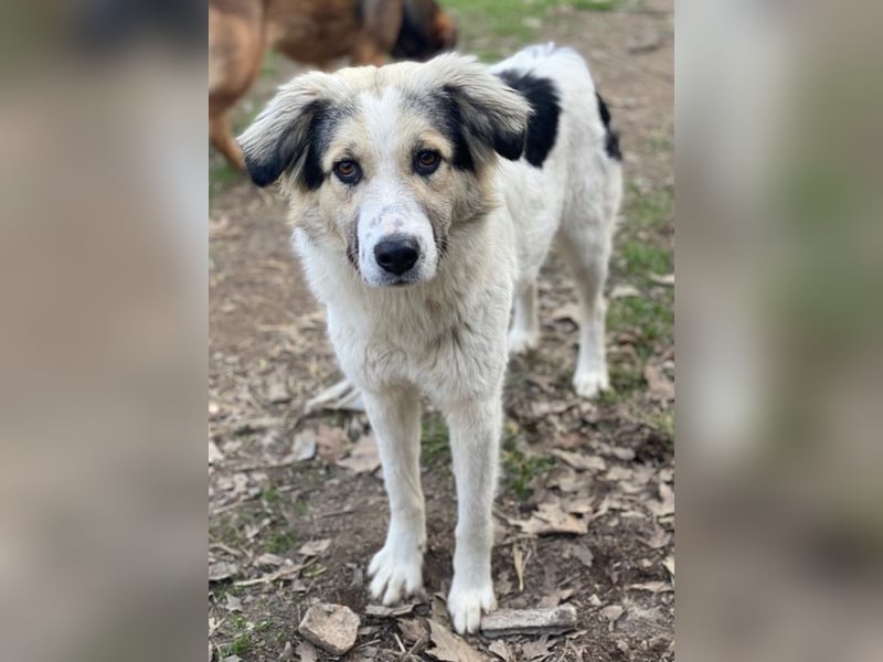 Peggy Jean, geb. ca. 12/2023, lebt in GRIECHENLAND, auf einer privaten Pflegestelle