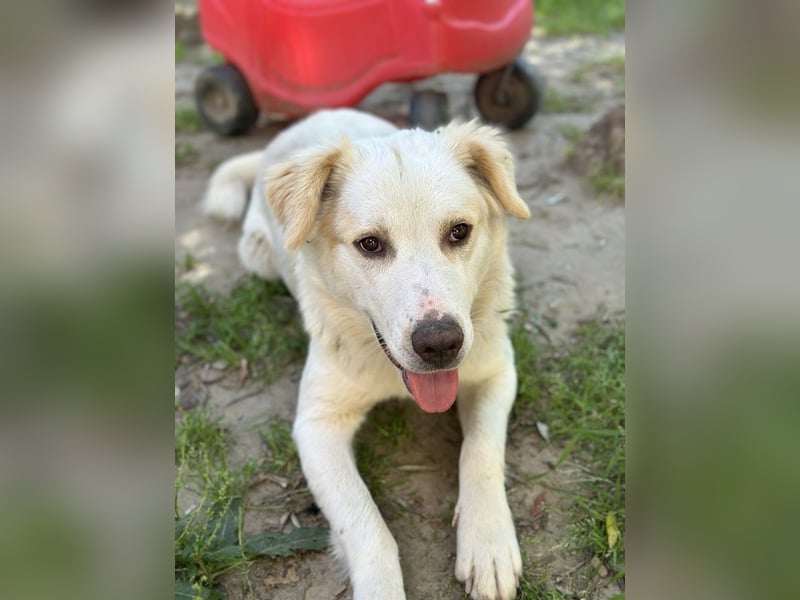 Malu, geb. ca. 07/2024, lebt in GRIECHENLAND, auf einer privaten Pflegestelle