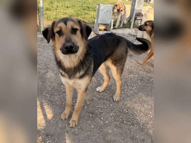 Elphaba, geb. ca. 07/2025, lebt in GRIECHENLAND, im städt. Tierheim Serres