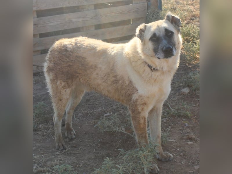 Romero, geb. ca. 12/2021, lebt in GRIECHENLAND, auf einem Gelände, wird notdürftig versorgt