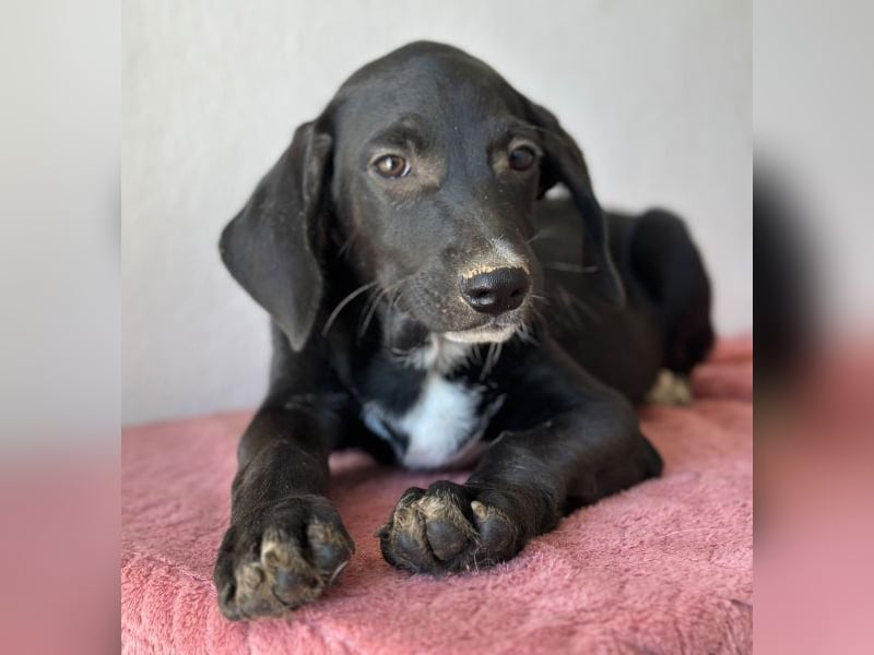 Smokey, geb. 08.06.2026, lebt in GRIECHENLAND, auf einer privaten Pflegestelle