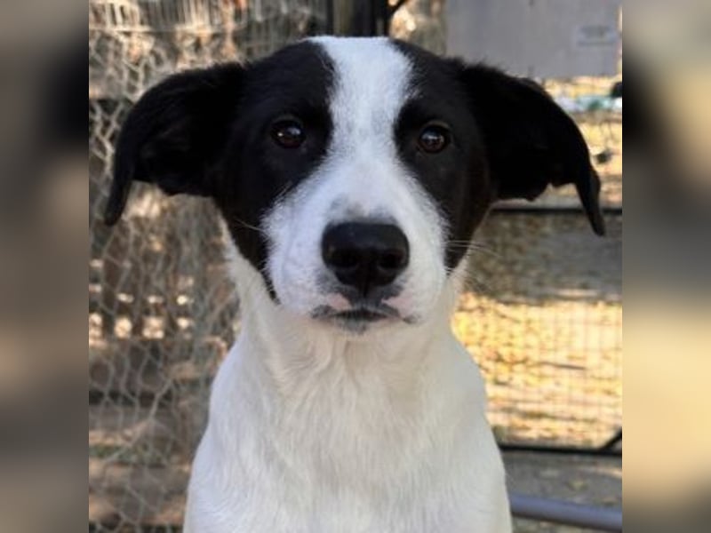 Capper, geb. ca. 06/2024, lebt in GRIECHENLAND, im städt. Tierheim Serres