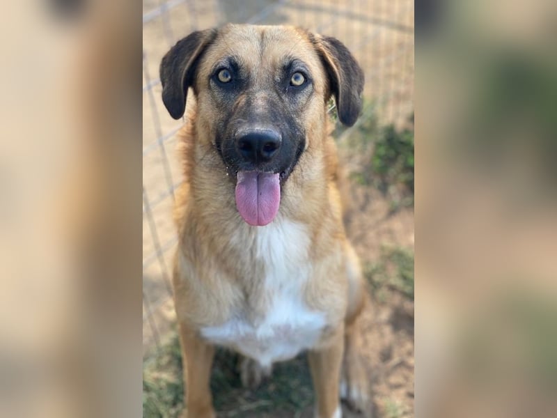 Stübi, geb. ca. 05/2023, lebt in GRIECHENLAND, im städt. Tierheim Serres