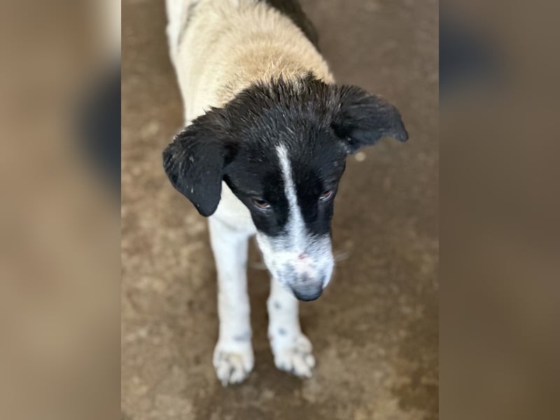 Niara, geb. ca. 03/2024, lebt in GRIECHENLAND, auf einer privaten Pflegestelle