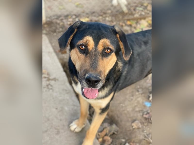 Eppo, geb. ca. 11/2022, lebt in GRIECHENLAND, im städt. Tierheim Serres